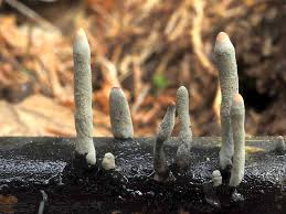 Attēlu rezultāti vaicājumam “Xylaria longipes”