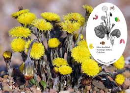 Attēlu rezultāti vaicājumam “Tussilago farfara fruit”