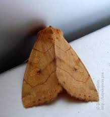 Attēlu rezultāti vaicājumam “Enargia paleacea”