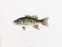 Image result for Micropterus