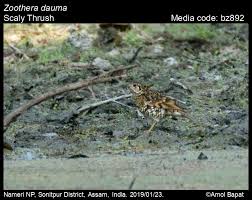 Image result for Zoothera dauma