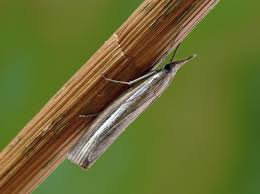 Attēlu rezultāti vaicājumam “Agriphila selasella”