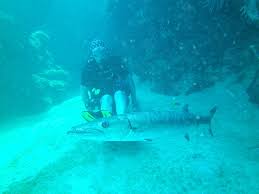 Image result for Dive Barracuda