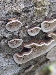 Attēlu rezultāti vaicājumam “Datronia mollis”