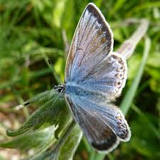 Attēlu rezultāti vaicājumam “Polyommatus icarus female”
