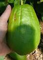 Citrus Pages / Citrons