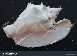 Image result for Aliger gigas