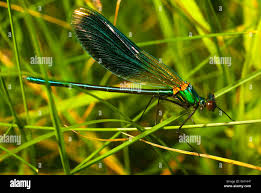 Attēlu rezultāti vaicājumam “Calopteryx splendens”