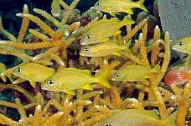 Image result for Haemulon flavolineatum