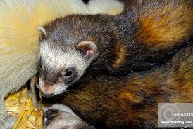 Attēlu rezultāti vaicājumam “Mustela putorius”