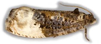 Attēlu rezultāti vaicājumam “Hedya nubiferana”