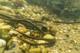 Attēlu rezultāti vaicājumam “Lampetra planeri”