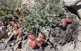 Attēlu rezultāti vaicājumam “Astragalus danicus fruit”