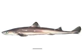 Image result for Squalus acanthias