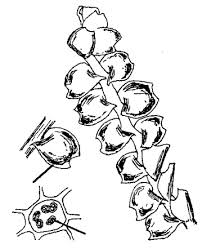 Attēlu rezultāti vaicājumam “Lophozia laxa”