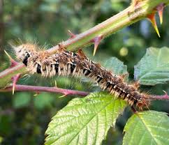 Attēlu rezultāti vaicājumam “Lasiocampa quercus larva”