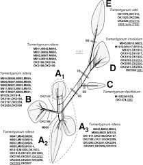 Attēlu rezultāti vaicājumam “Tomentypnum nitens”