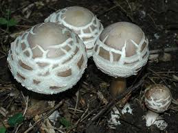 Attēlu rezultāti vaicājumam “Macrolepiota rhacodes var. bohemica”