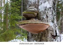 Attēlu rezultāti vaicājumam “Phellinus populicola”