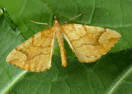 Attēlu rezultāti vaicājumam “Eulithis mellinata”