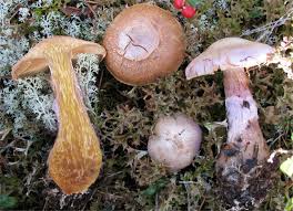 Attēlu rezultāti vaicājumam “Cortinarius traganus”
