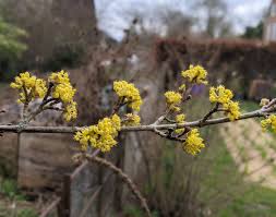 Attēlu rezultāti vaicājumam “Cornus mas flower”