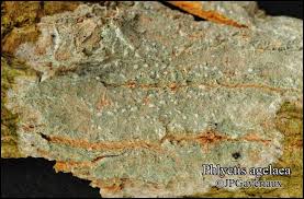 Attēlu rezultāti vaicājumam “Phlyctis agelaea”