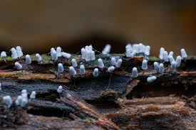 Attēlu rezultāti vaicājumam “Arcyria cinerea stalked”