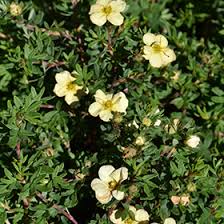 Attēlu rezultāti vaicājumam “Pentaphylloides fruticosa flower”