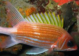 Image result for Holocentrus adscensionis