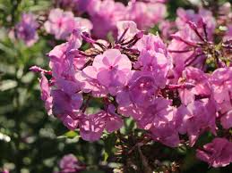 Image result for Phlox (großblumig)
