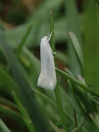 Attēlu rezultāti vaicājumam “Elachista argentella”