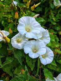 Attēlu rezultāti vaicājumam “Calystegia sepium flower”