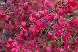 Attēlu rezultāti vaicājumam “Euonymus”
