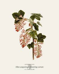 Attēlu rezultāti vaicājumam “Ribes rubrum flower”