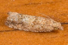 Attēlu rezultāti vaicājumam “Tortricidae”