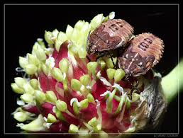 Attēlu rezultāti vaicājumam “Carpocoris sp. nymph”