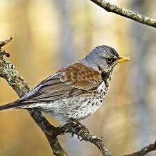 Image result for Turdus pilaris