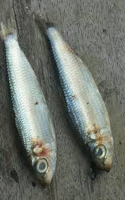 Image result for Clupea harengus