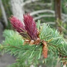 Attēlu rezultāti vaicājumam “Pseudotsuga menziesii fruit”