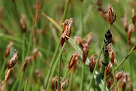 Attēlu rezultāti vaicājumam “Eleocharis quinqueflora”