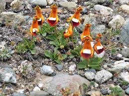 Image result for Calceolaria