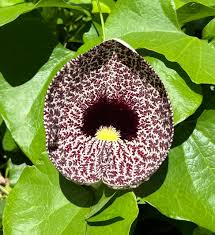 Attēlu rezultāti vaicājumam “Aristolochia durior flower”
