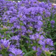 Image result for Campanula strigosa
