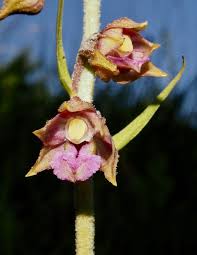 Attēlu rezultāti vaicājumam “Epipactis atrorubens bud”