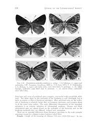 Attēlu rezultāti vaicājumam “Eumedonia eumedon underside”