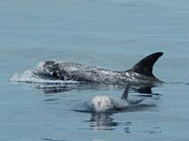 Image result for Grampus griseus