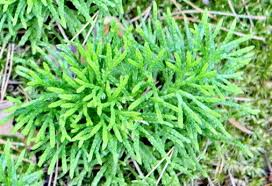 Attēlu rezultāti vaicājumam “Diphasium complanatum”