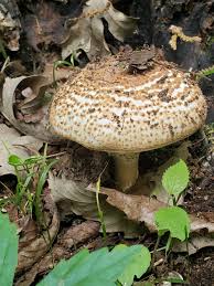 Attēlu rezultāti vaicājumam “Lepiota aspera”