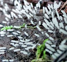 Attēlu rezultāti vaicājumam “Stemonitopsis aequalis var. microspora macro”